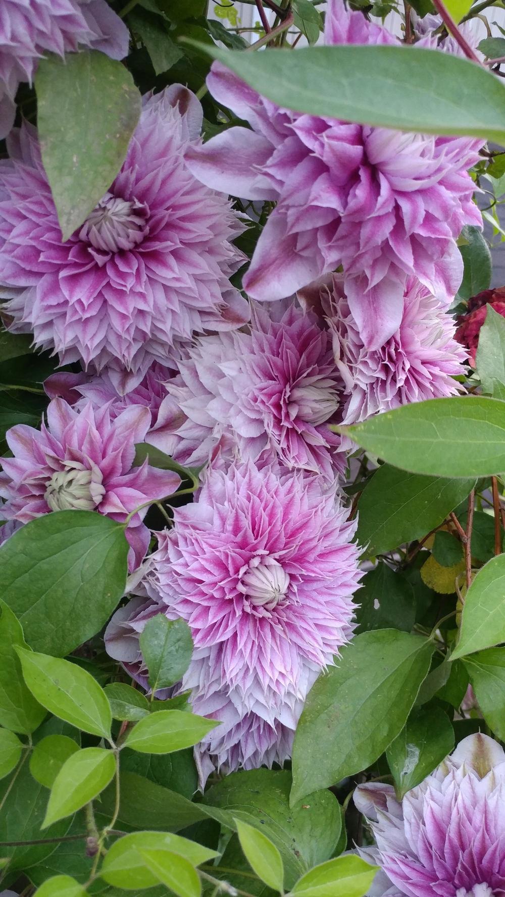 Photo of Clematis Josephine™ uploaded by mishkab