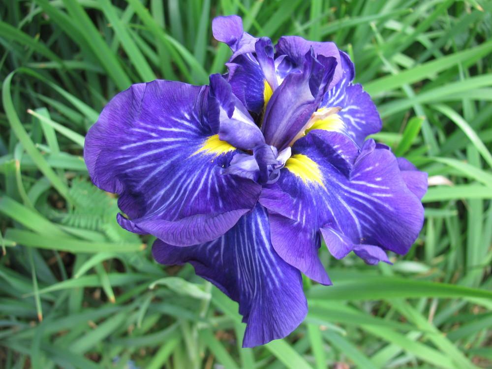 Photo of Japanese Iris (Iris ensata) uploaded by roseman2000