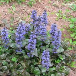 Location: charlottetown, pei, canada
Date: 2017-06-09
Bugleweed,Catlin's Giant,hardy tough plant.