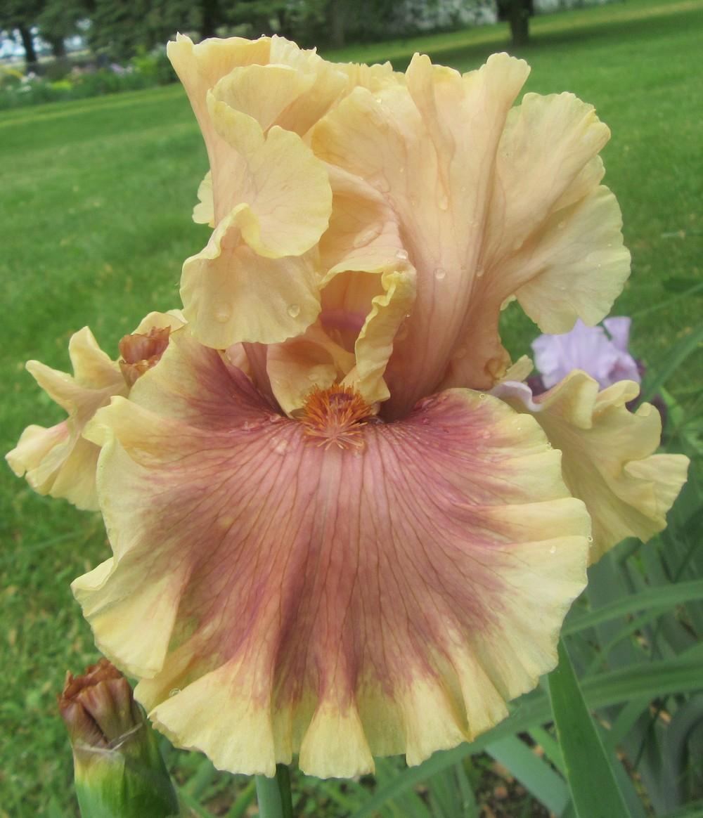 Photo of Tall Bearded Iris (Iris 'Painted Words') uploaded by tveguy3