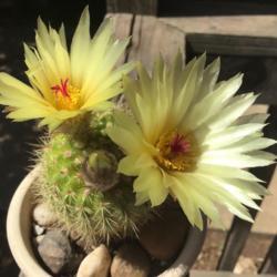 Location: CA
Date: 6/7/2020
Got another bloom! #cactusflower