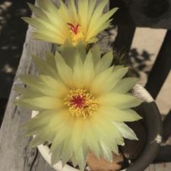Location: CA
Date: 6/7/2020
Got another bloom! #cactusflower