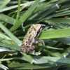 Tiny frog in the grass! #frog #animal