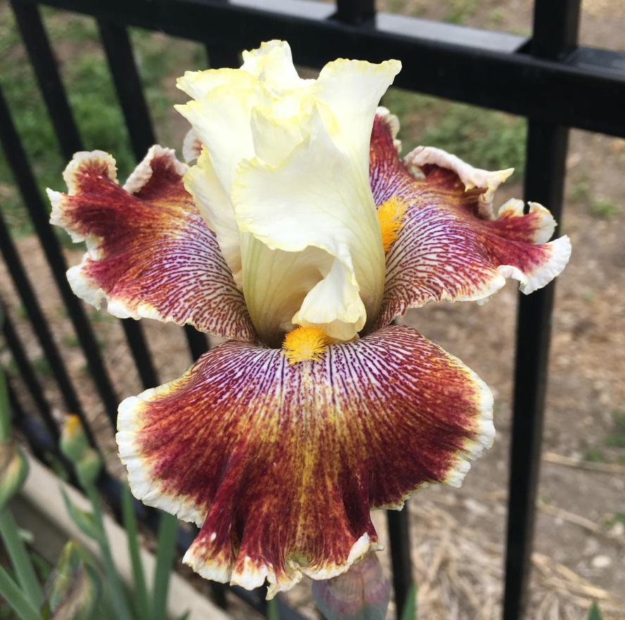 Photo of Tall Bearded Iris (Iris 'Wonders Never Cease') uploaded by MaryDurtschi