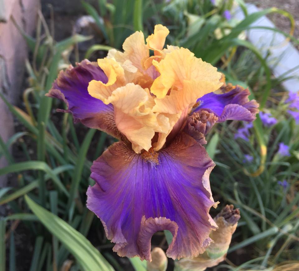 Photo of Tall Bearded Iris (Iris 'Risky Business') uploaded by MaryDurtschi