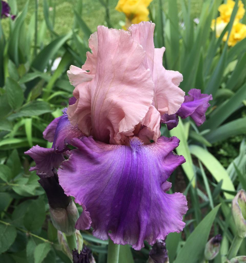 Photo of Tall Bearded Iris (Iris 'Sotto Voce') uploaded by MaryDurtschi