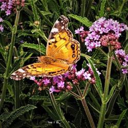 Location: Thomasville, GA USA
Date: 2020-06-01
A colorful #Painted Lady Butterfly #pollinator enjoys the fruits 