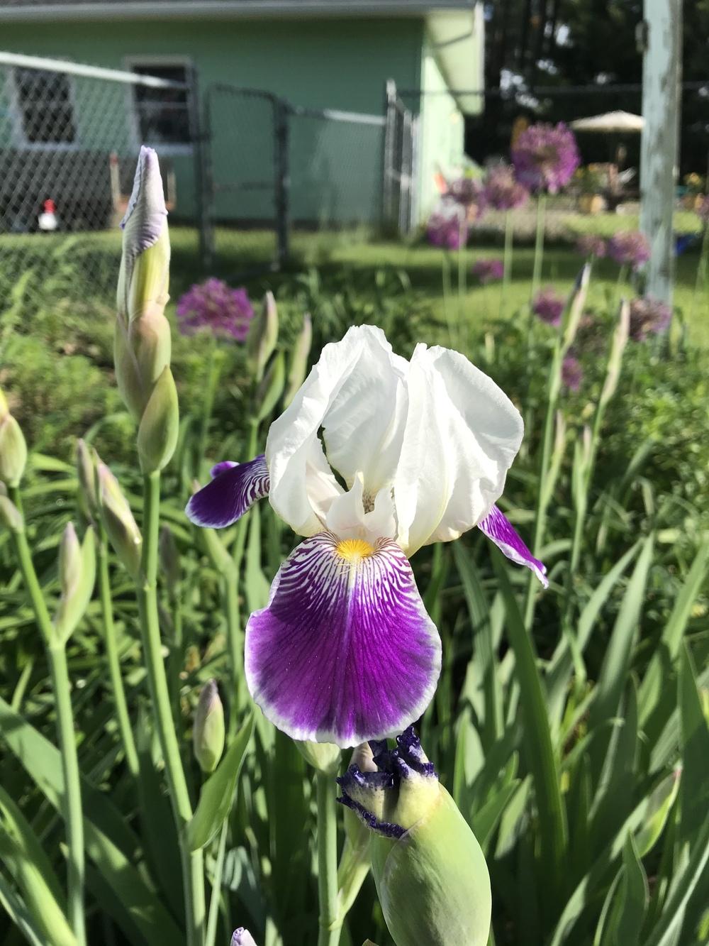 Photo of Tall Bearded Iris (Iris 'Rhein Nixe') uploaded by bramedog