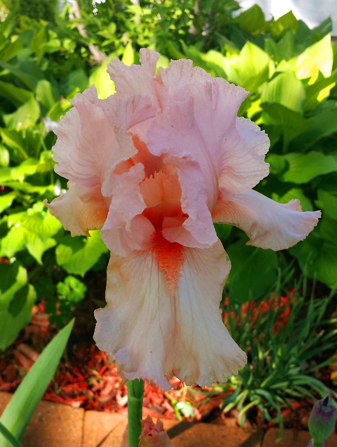 Photo of Tall Bearded Iris (Iris 'Coral Point') uploaded by comgoddess