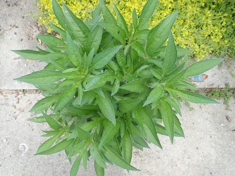 Photo of Browneyed Susan (Rudbeckia triloba) uploaded by gardengus