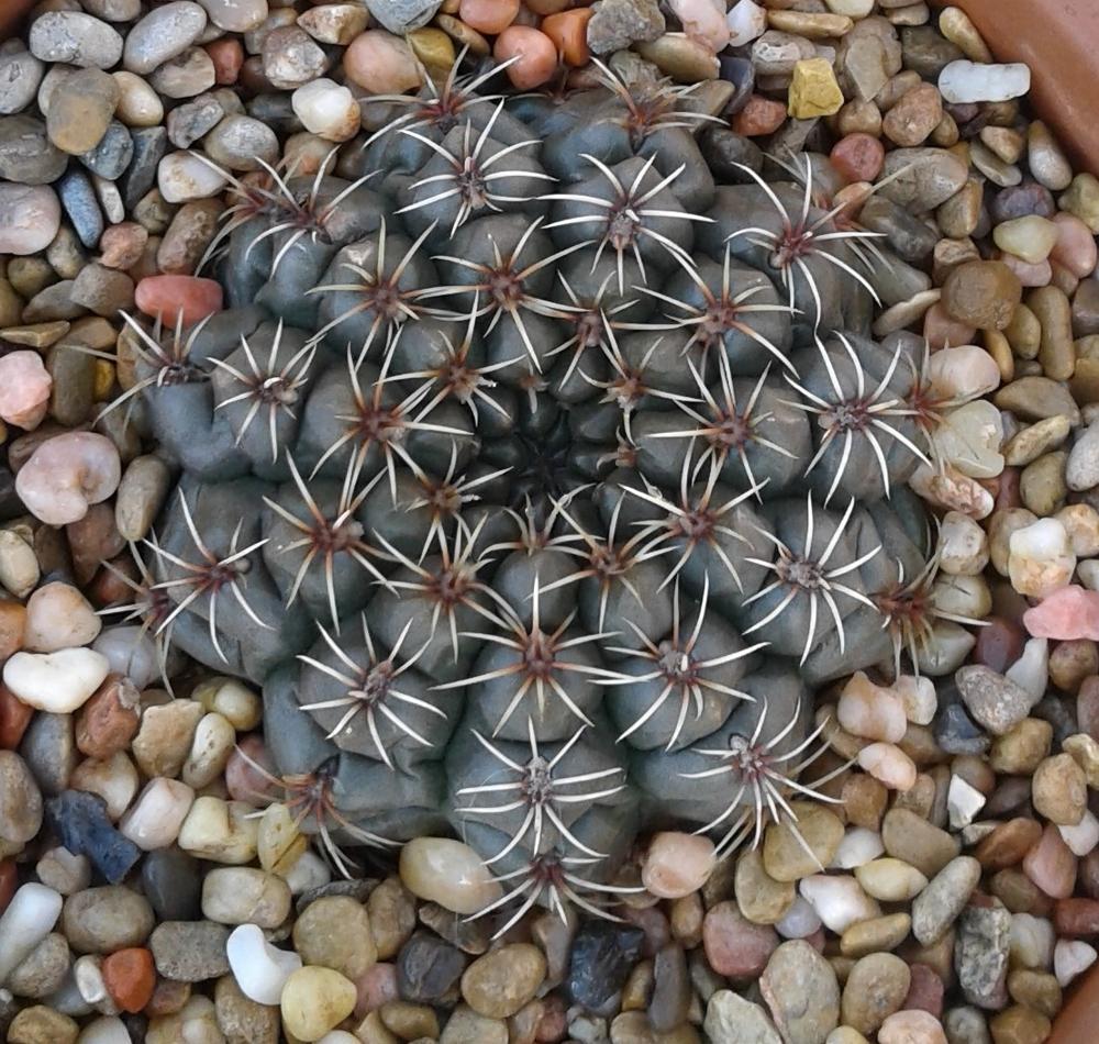 Photo of Dwarf Chin Cactus (Gymnocalycium baldianum) uploaded by needrain