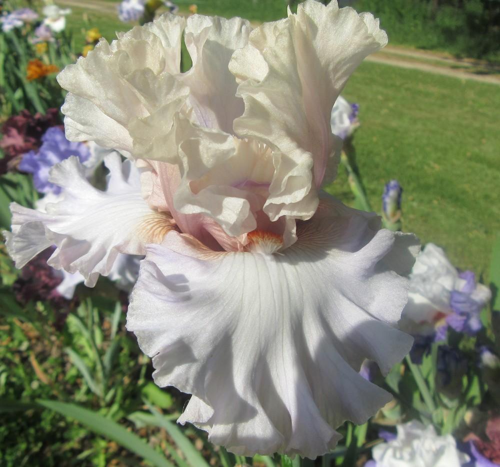 Photo of Tall Bearded Iris (Iris 'I Have This Dance') uploaded by tveguy3