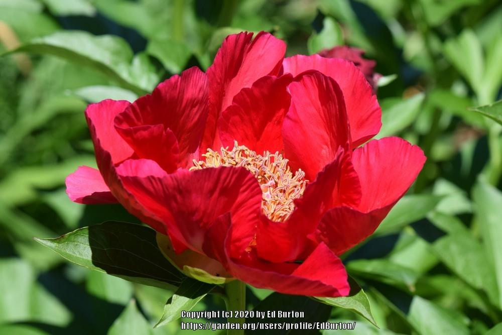 Photo of Peony (Paeonia 'Burma Ruby') uploaded by EdBurton