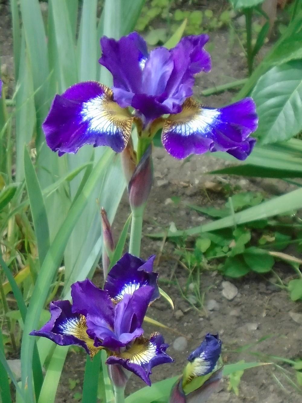 Photo of Siberian Iris (Iris 'Jewelled Crown') uploaded by Paul2032