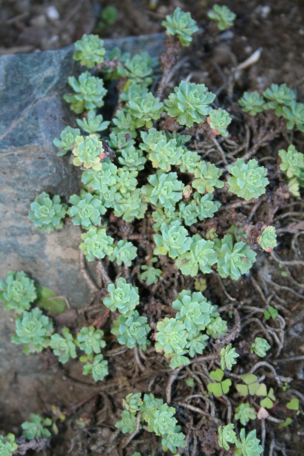 Photo of Afghan Stonecrop (Rhodiola pachyclada) uploaded by lauribob