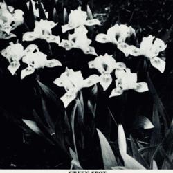 
Date: c. 1954
photo from the 1954 catalog, Longfield Iris Farm, Bluffton, India