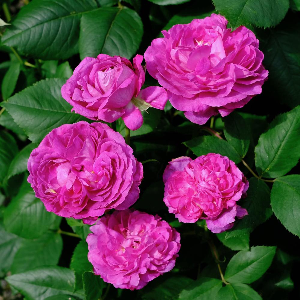 Photo of Rose (Rosa 'Reine des Violettes') uploaded by AnnKNCalif