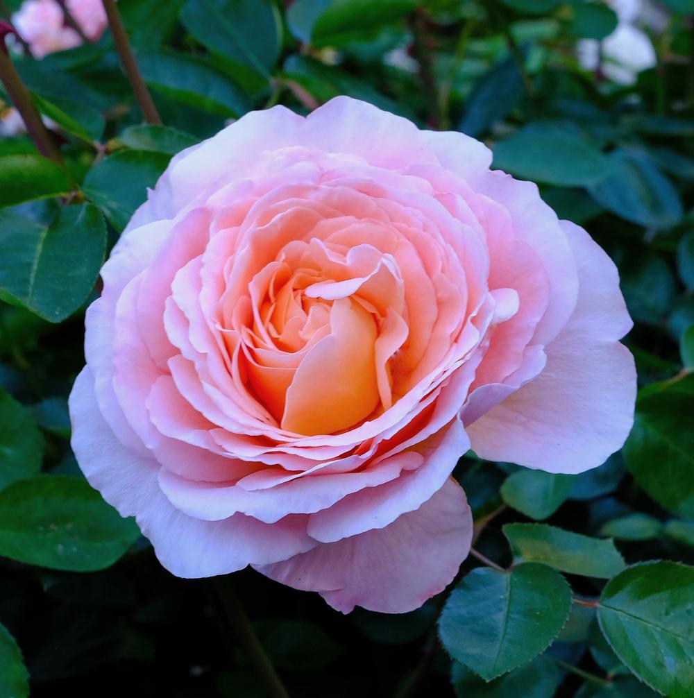 Photo of Rose (Rosa 'Tamora') uploaded by AnnKNCalif