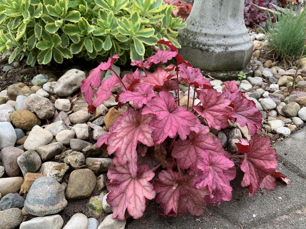 Photo of Coral Bells (Heuchera 'Berry Smoothie') uploaded by Rose1656