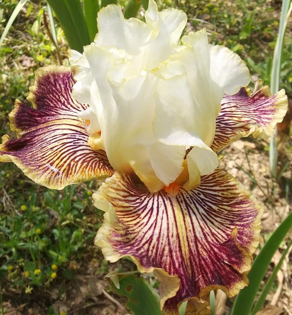 Photo of Tall Bearded Iris (Iris 'Insaniac') uploaded by Tiff2884