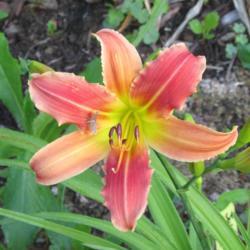Location: My 6b garden
Date: 2020-06-09
New for spring 2020 from Abundant Daylilies. Lovely!