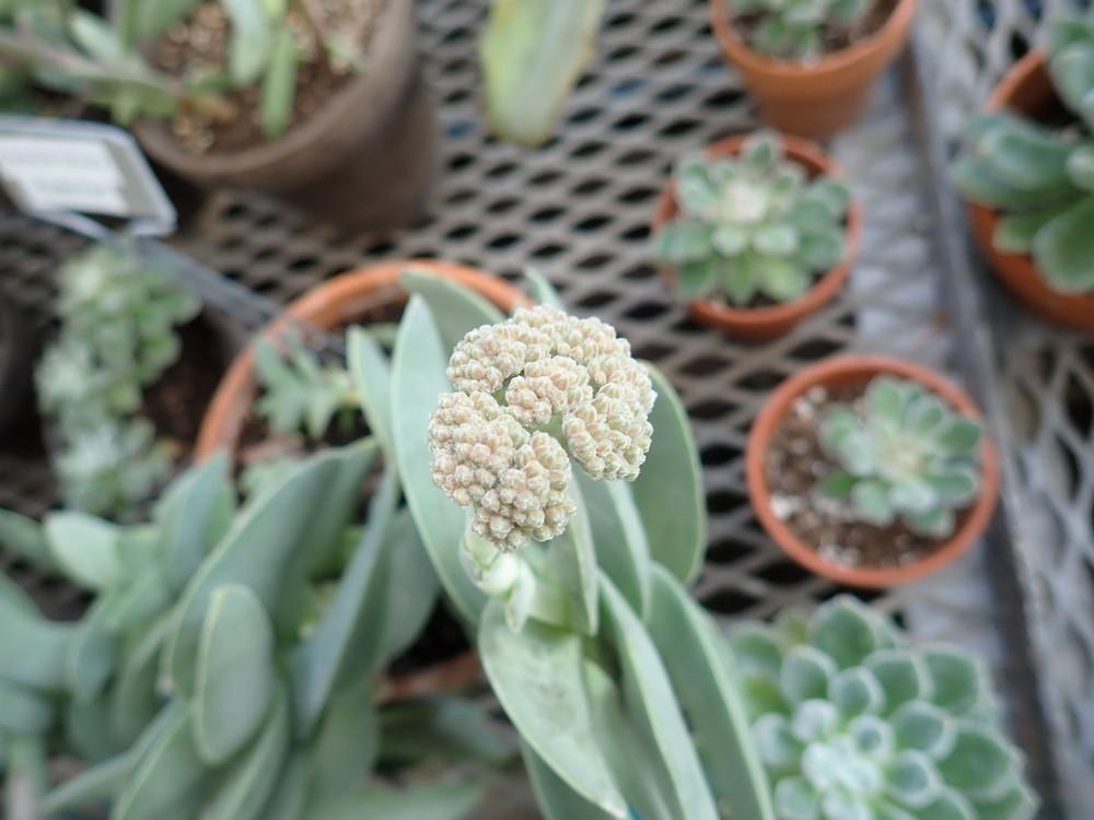 Photo of Propeller Plant (Crassula perfoliata var. falcata) uploaded by gardengus