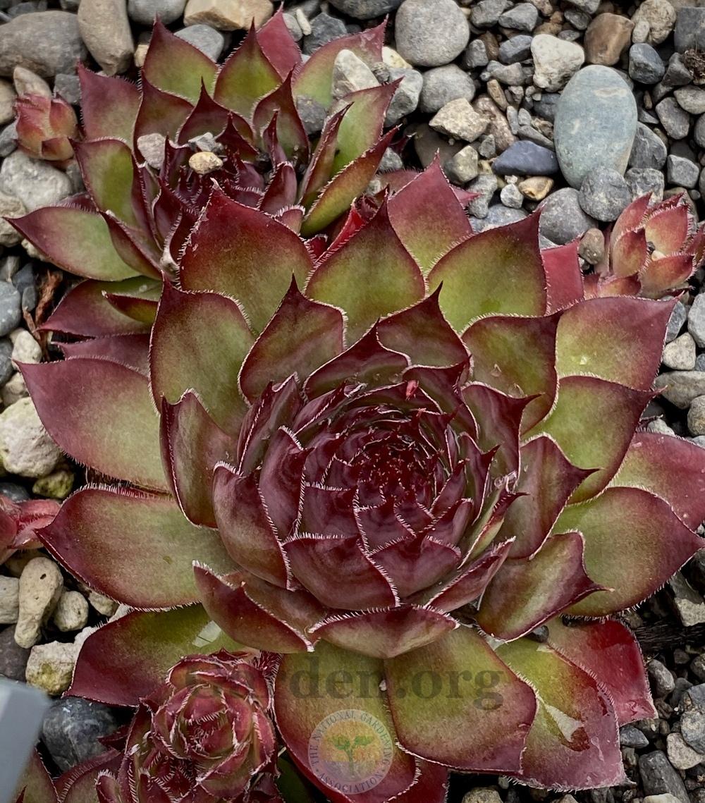 Photo of Hen and Chicks (Sempervivum 'Gipsy') uploaded by springcolor