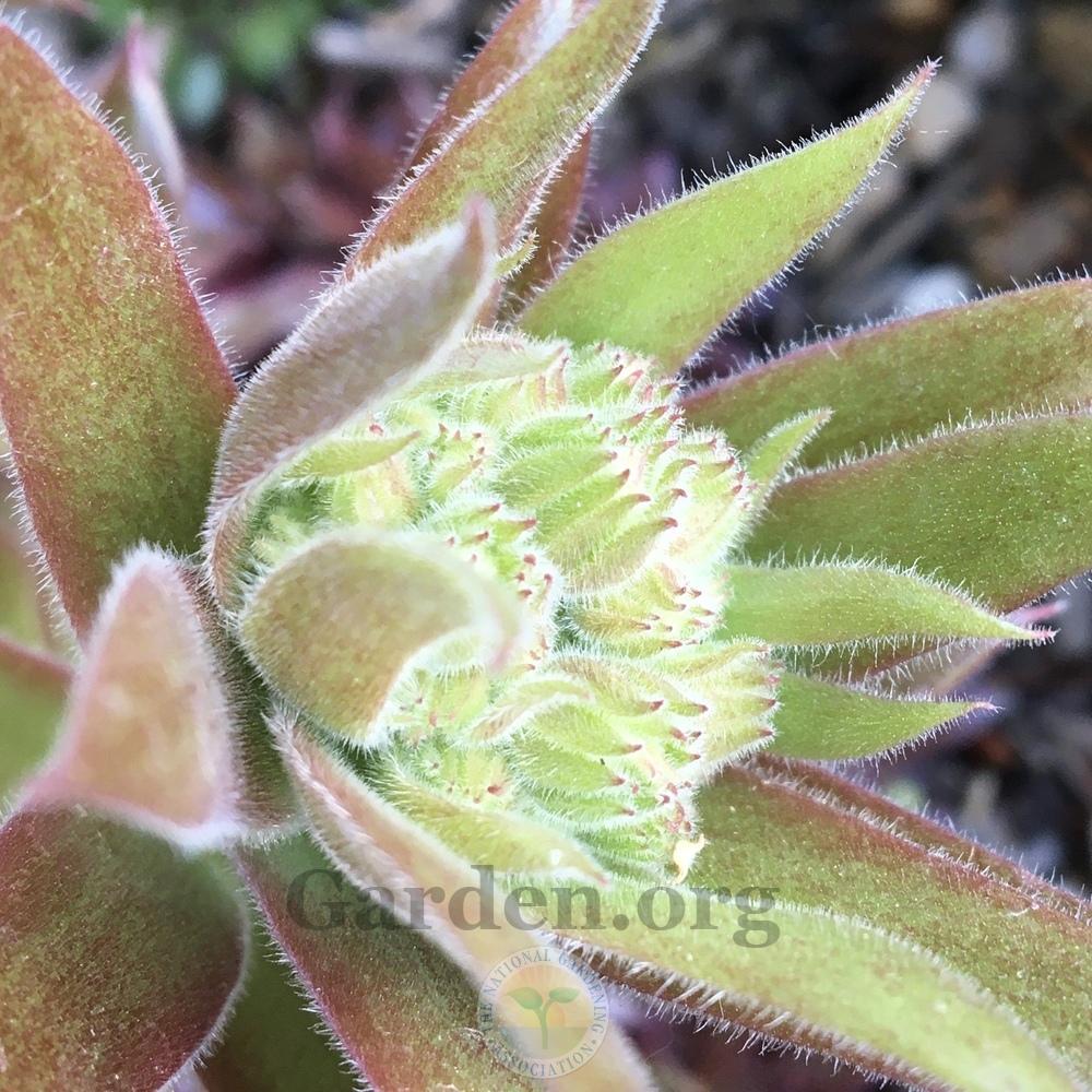 Photo of Hen and Chicks (Sempervivum 'Pacific Blazing Star') uploaded by BlueOddish