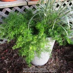 Location: Gause, Texas
Date: 2019-09-24
Potted up with asparagus fern in 2' deep 15" pot in full sun  hal