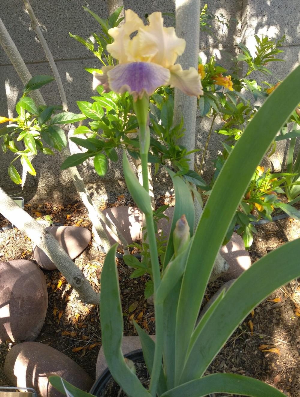 Photo of Tall Bearded Iris (Iris 'Spendthrift') uploaded by cocoajuno