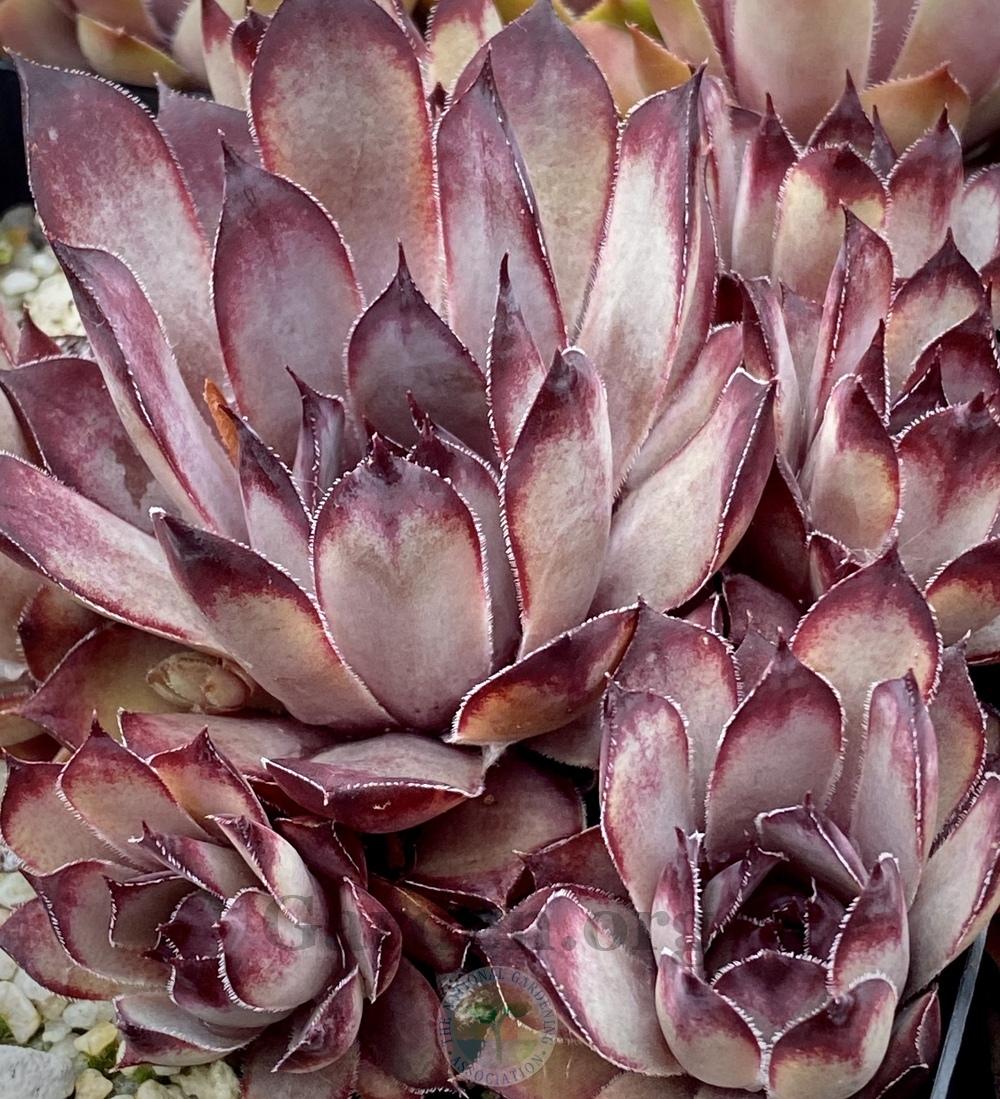 Photo of Hen and Chicks (Sempervivum 'Blade of Steel') uploaded by springcolor