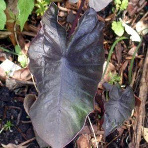black black leaves