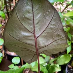 Location: My greenhouse, Florida
Date: 2020-06-11
Underside of leaf