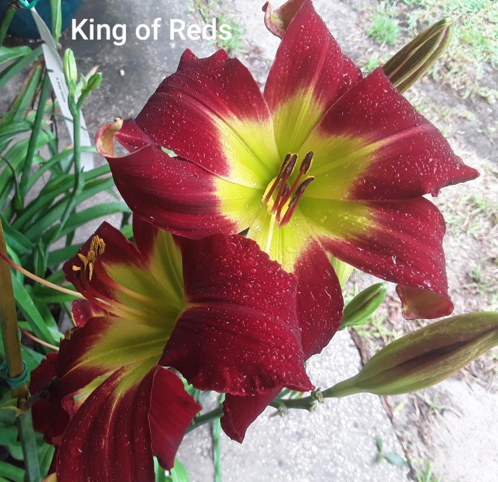 Photo of Daylily (Hemerocallis 'King of Reds') uploaded by OldNuBe