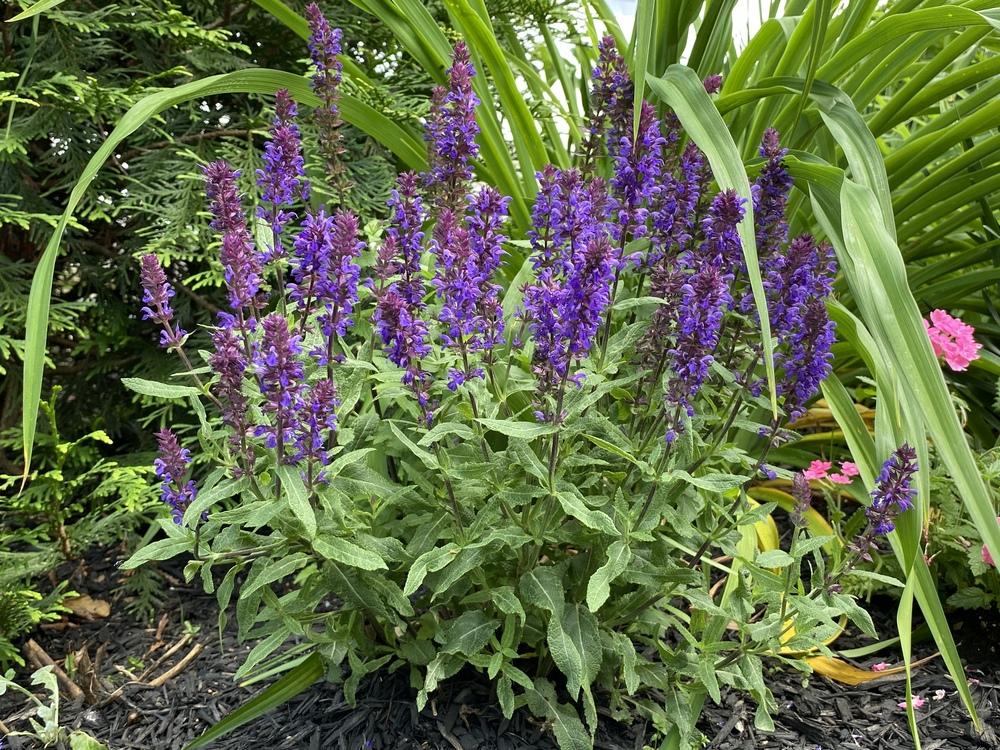 Photo of Perennial Woodland Sage (Salvia nemorosa 'New Dimension Blue') uploaded by csandt