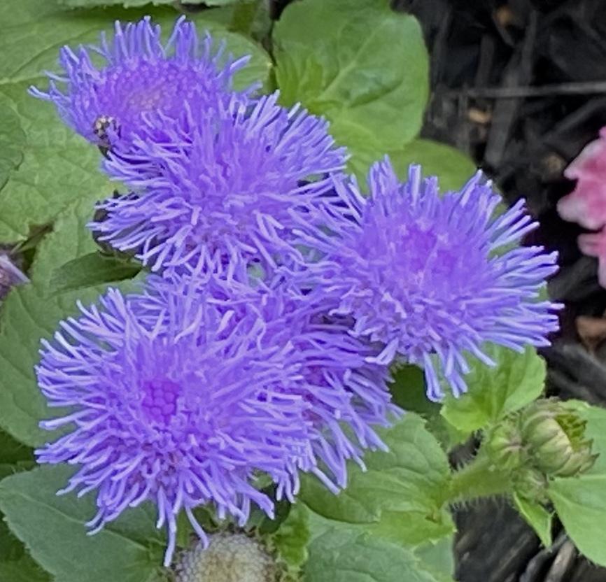 Photo of Floss Flower (Ageratum houstonianum) uploaded by csandt