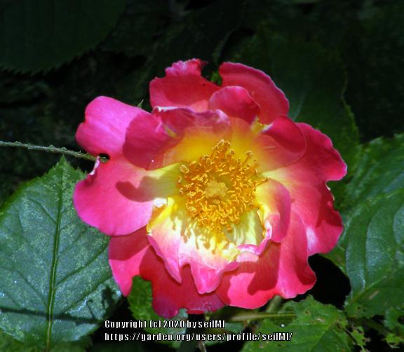 Photo of Rose (Rosa 'Watercolors Home Run') uploaded by seilMI