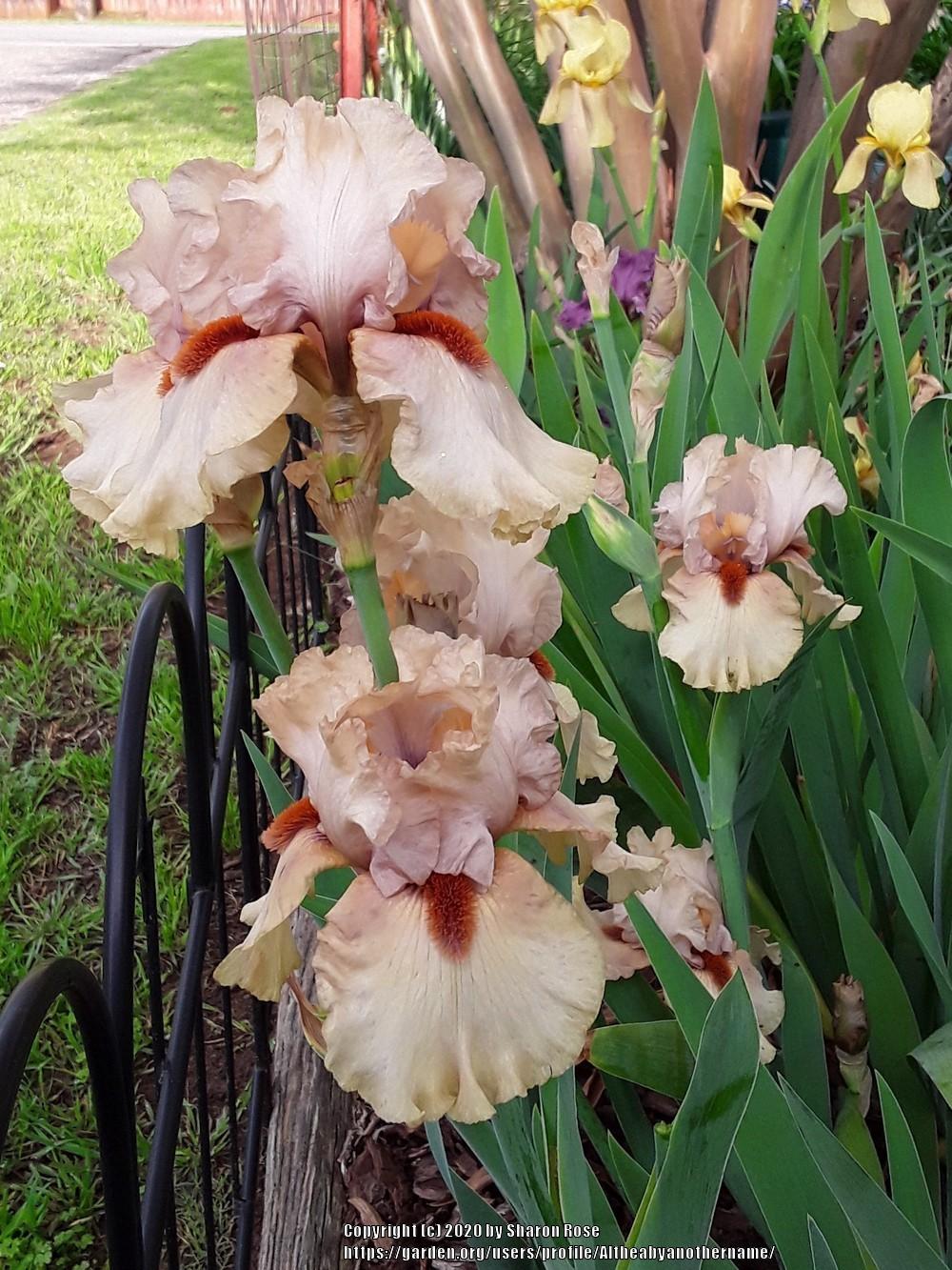 Photo of Tall Bearded Iris (Iris 'Tobacco Chew') uploaded by Altheabyanothername