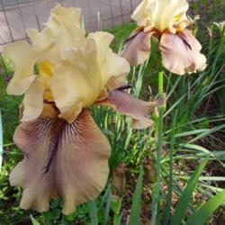 Location: My Caffeinated Garden, Grapevine, TX
Date: 2020-04-07
One of my favorite iris...unique!