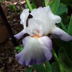 Location: My Caffeinated Garden, Grapevine, TX
Date: 2020-05-04
First bloom ever in my Caffeinated Garden!