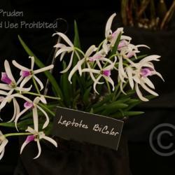 Location: Michigan Orchid Society Show
Date: 2019-03-31
