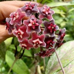 Location: My greenhouse, Florida
Date: 2020-06-11
This plant frequently produces bi-color flowers