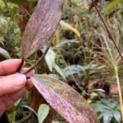 Location: My greenhouse, Florida
Date: 2020-03-08
Many leaves have an intense red coloration on the entire leaf and