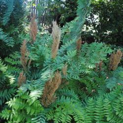 Location: West Chester, Pennsylvania
Date: 2020-06-09
brown fertile fronds among foliage