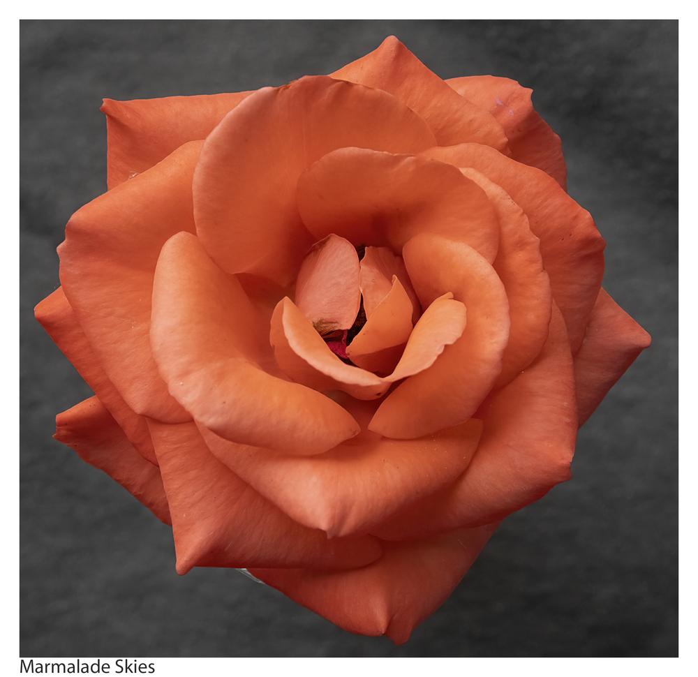 Photo of Rose (Rosa 'Marmalade Skies') uploaded by kohala