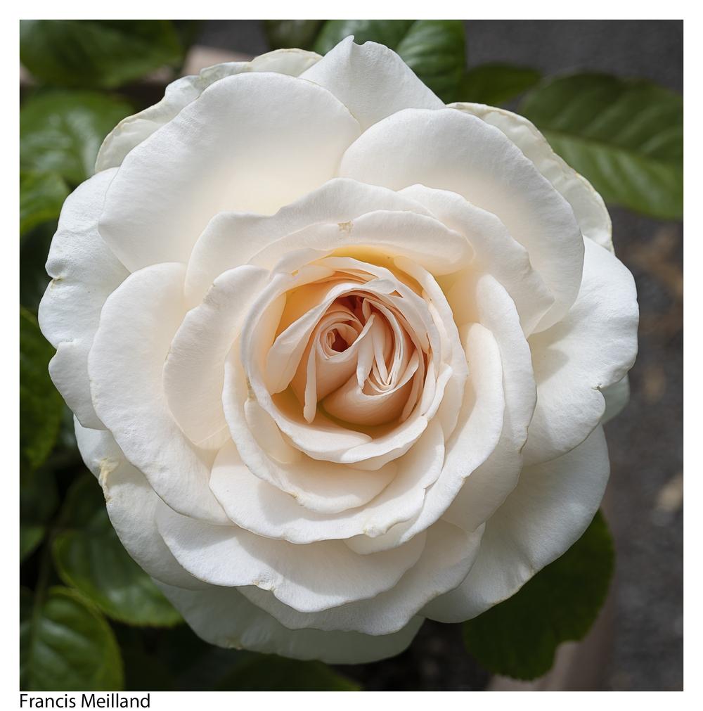 Photo of Rose (Rosa 'Schloss Ippenburg') uploaded by kohala