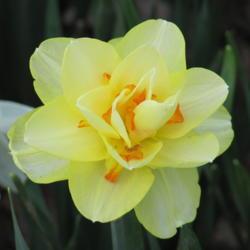 Location: charlottetown, pei, canada
Date: 2015-05-30
Double Daffodil  ( Narcissus Tahiti)