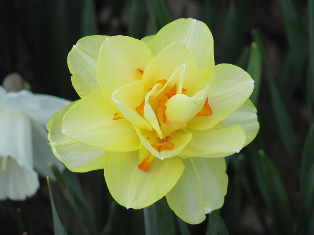 Photo of Double Daffodil (Narcissus 'Tahiti') uploaded by roseman2000