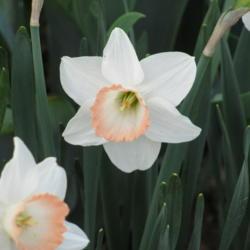 Location: charlottetown, pei, canada
Date: 2015-05-30
Large cupped daffodil (Narcissus Pink Charm)