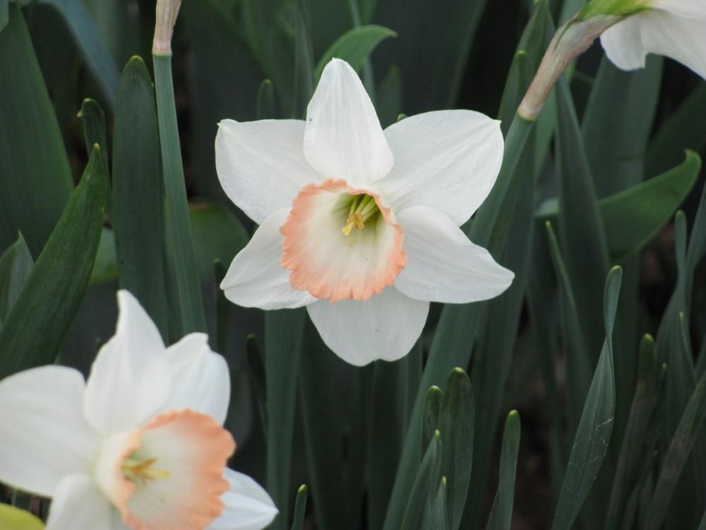 Photo of Large-Cupped Daffodil (Narcissus 'Pink Charm') uploaded by roseman2000